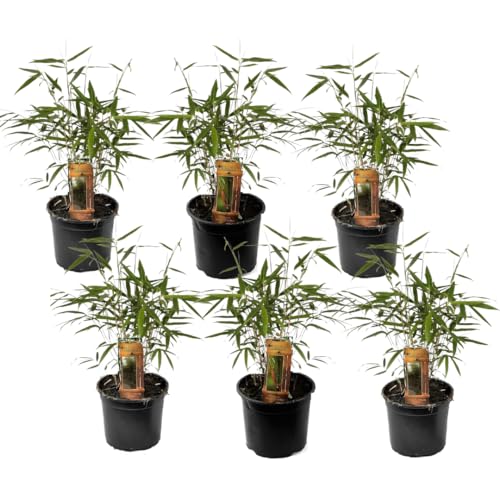 Plant in a Box - Fargesia scabrida 'Asiatisches Wunder' - 6er Set - Rote Bambus - Topf 13cm - Immergrün - Winterhart - Höhe 25-40cm von Plant in a Box