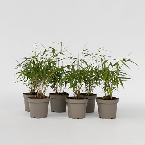 Plant in a Box - Fargesia scabrida 'Asiatisches Wunder' - 6er Set - Rote Bambus - Topf 13cm - Immergrün - Winterhart - Höhe 25-40cm von Plant in a Box