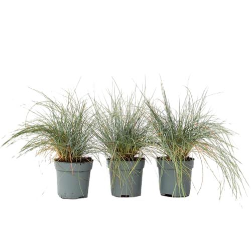 Plant in a Box - Festuca 'Elijah Blue' - 3er Set - Ziergräser Winterhart Mehrjährig Hoch - Topf 9cm - Höhe 10-15cm von Plant in a Box