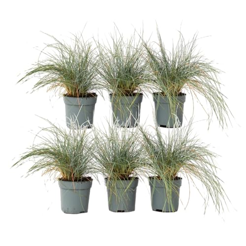 Plant in a Box - Festuca 'Elijah Blue' - 6er Set - Ziergräser Winterhart Mehrjährig Hoch - Topf 9cm - Höhe 10-15cm Plant in a Box - Festuca 'Elijah Blue' - 6er Set - Ziergräser Winterhart Mehrjährig Hoch - Topf 9cm - Höhe 10-15cm von Plant in a Box