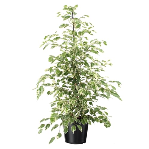 Plant in a Box - Ficus benjamina Twilight - Echte Zimmerpflanzen groß - Geigenpflanze - Topf 21cm - Höhe 100-110cm von Plant in a Box