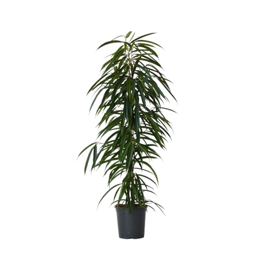 Plant in a Box - Ficus Binnendijckii Alii - Echte Zimmerpflanzen groß - Geigenpflanze - Topf 21cm - Höhe 100-110cm von Plant in a Box