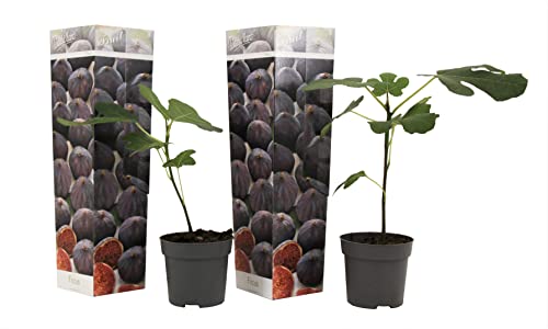 Plant in a Box - Ficus Carica 'Brown Turkey' Feigenbaum - 2er Set - Winterhart - Essbare Feigen - Topf 9cm - Höhe 25-40cm von Plant in a Box
