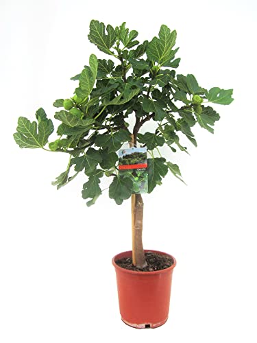 Plant in a Box - Ficus Carica 'Feigenbaum' - Topf 21cm - Höhe 70-90cm - Winterhart - essbare Feigen von Plant in a Box