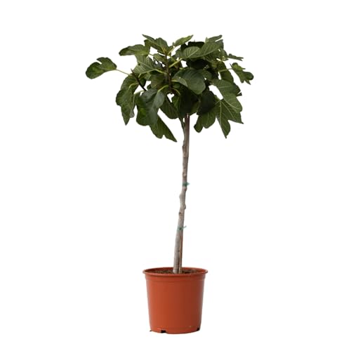 Plant in a Box - Ficus Carica - Höhe 70-90cm - Feigenbaum winterhart - Obstbaum für garten der balkon - Topf 21cm von Plant in a Box
