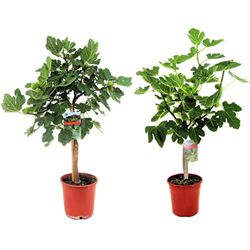 Plant in a Box - Ficus Carica - Obstbaum - Satze von 2 - Topf 21cm - Höhe 70-90cm von Plant in a Box