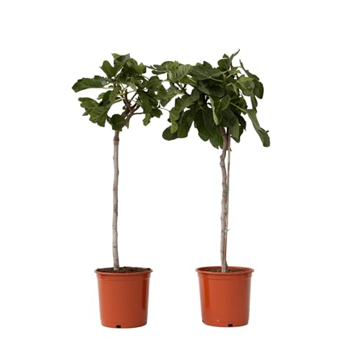 Plant in a Box - Ficus Carica - Höhe 70-90cm - 2er Set - Feigenbaum winterhart - Obstbaum für garten der balkon - Topf 21cm von Plant in a Box
