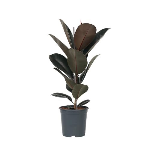 Plant in a Box - Ficus Elastica Abidjan - Gummibaum - Zimmerpflanze - Topf 24cm - Höhe 75-100cm Plant in a Box - Ficus Elastica Abidjan - Gummibaum - Zimmerpflanze - Topf 24cm - Höhe 75-100cm von Plant in a Box