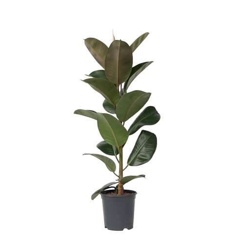 Plant in a Box - Ficus Elastica Robusta - Gummibaum - Luftreingende zimmerpflanze - Topf 24cm - Höhe 75-100cm von Plant in a Box