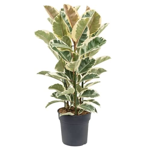 Plant in a Box - Ficus Elastica Tineke - Gummibaum Zimmerpflanze gross - Topf 24cm - Höhe 75-100cm von Plant in a Box