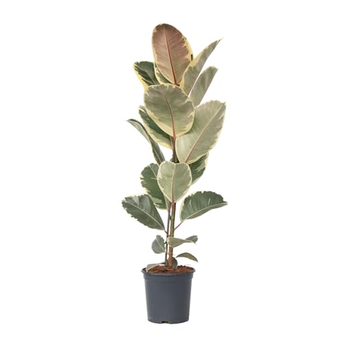 Plant in a Box - Ficus Elastica Tineke - Gummibaum Zimmerpflanze gross - Topf 24cm - Höhe 75-100cm von Plant in a Box