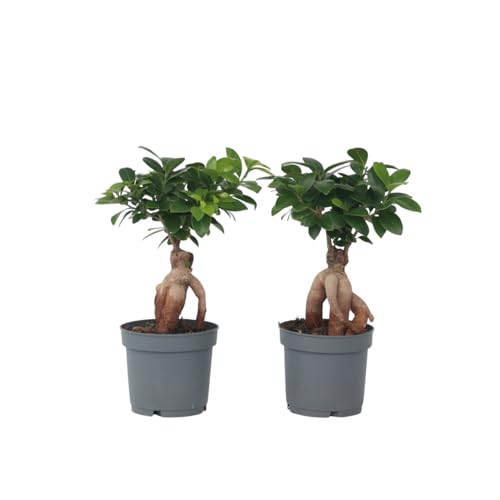 Plant in a Box - Ficus microcarpa Ginseng - 2er Set - Bonsai Baum - Zimmerpflanzen - Topf 12cm - Höhe 30-40cm von Plant in a Box