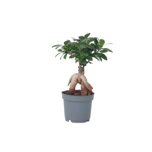 Plant in a Box - Ficus Ginseng - Bonsai Baum - Zimmerpflanzen - Topf 12cm - Höhe 30-40cm Plant in a Box - Ficus Ginseng - Bonsai Baum - Zimmerpflanzen - Topf 12cm - Höhe 30-40cm von Plant in a Box