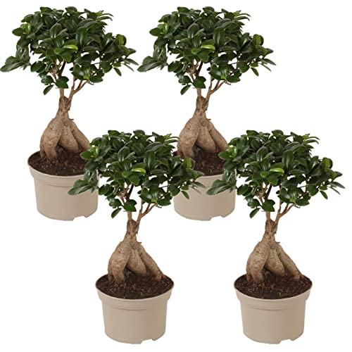 Plant in a Box - Ficus microcarpa Ginseng - 4er Set - Bonsai Baum - Zimmerpflanzen - Topf 12cm - Höhe 30-40cm von Plant in a Box