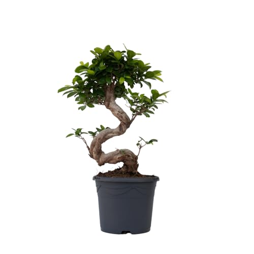 Plant in a Box - Ficus microcarpa Ginseng - 2er Set - S-Form Ginseng Baum - Topf 20cm - Höhe 55-65cm von Plant in a Box