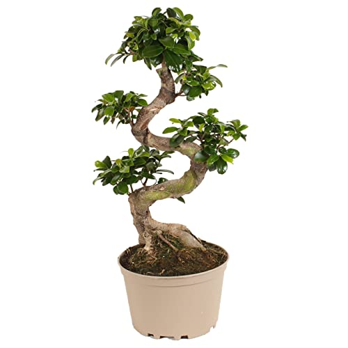 Plant in a Box - Ficus microcarpa Ginseng - S-Form Ginseng Baum - Topf 20cm - Höhe 55-65cm von Plant in a Box