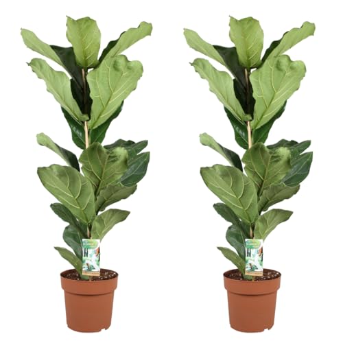 Plant in a Box - Ficus Lyrata - Zimmerpflanze - 2er Set - Geigenfeige - Topf 21cm - Höhe 70-90cm von Plant in a Box