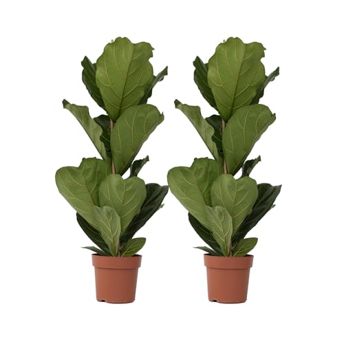Plant in a Box - Ficus Lyrata - Zimmerpflanze - 2er Set - Geigenfeige - Topf 21cm - Höhe 70-90cm Plant in a Box - Ficus Lyrata - Zimmerpflanze - 2er Set - Geigenfeige - Topf 21cm - Höhe 70-90cm von Plant in a Box