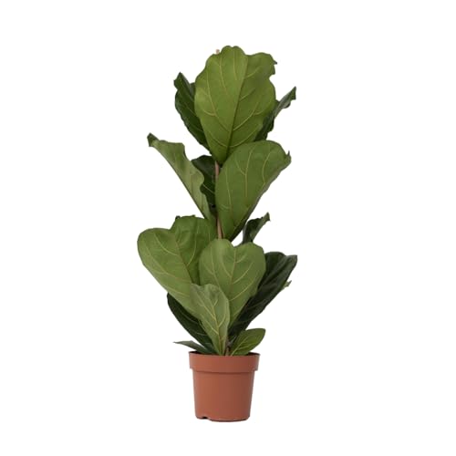 Plant in a Box - Ficus Lyrata - Zimmerpflanze - Geigenfeige - Topf 21cm - Höhe 70-90cm von Plant in a Box