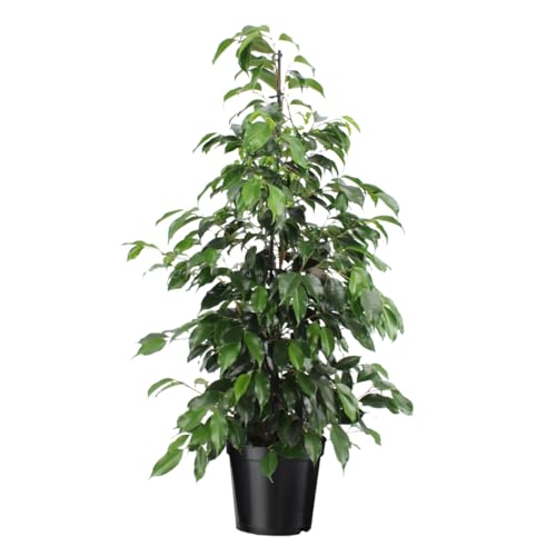 Plant in a Box - Ficus benjamina Danielle - Echte Zimmerpflanzen groß - Geigenpflanze - Topf 21cm - Höhe 100-110cm von Plant in a Box