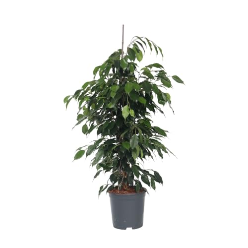 Plant in a Box - Ficus benjamina Danielle - Echte Zimmerpflanzen groß - Geigenpflanze - Topf 21cm - Höhe 100-110cm von Plant in a Box