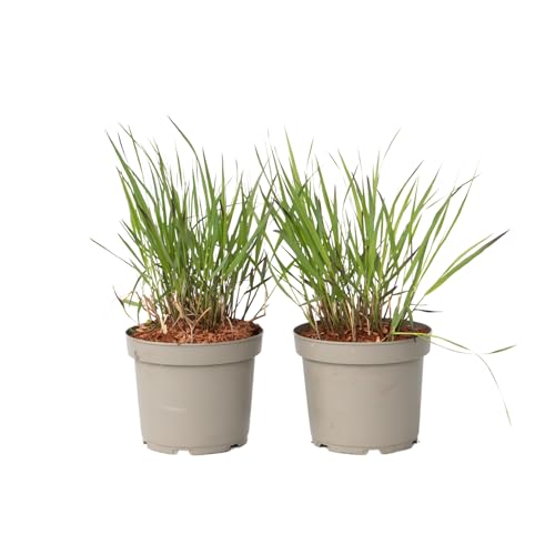 Plant in a Box - Fingergras - 2 Stück - Panicum Virgatum 'Squaw' - Höhe 40-60cm - ⌀23cm Plant in a Box - Fingergras - 2 Stück - Panicum Virgatum 'Squaw' - Höhe 40-60cm - ⌀23cm von Plant in a Box
