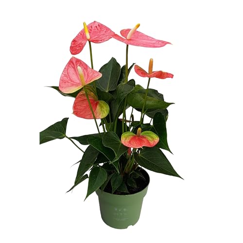 Plant in a Box - Flamingoblume - Anthurium 'Colorado Pink' - Höhe 40-55cm - Topf 14cm - Blühende Zimmerpflanze - Rosa von Plant in a Box