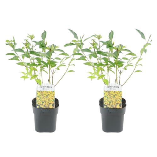 Plant in a Box - Forsythia intermedia 'Minigold' - 2er Set - Forsythie Goldflieder - Topf 17cm - Höhe 25-40cm von Plant in a Box