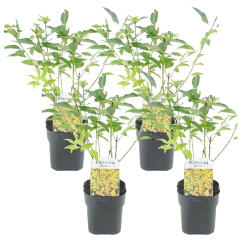 Plant in a Box - Forsythia intermedia 'Minigold' - 4er Set - Forsythie Goldflieder - Topf 17cm - Höhe 25-40cm von Plant in a Box
