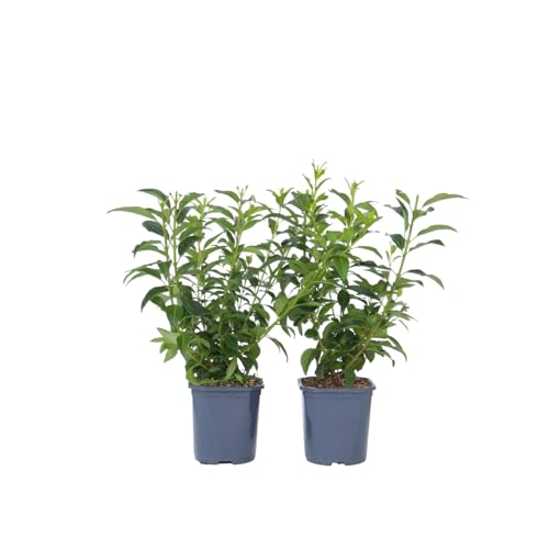 Plant in a Box - Forsythia intermedia 'Minigold' - 4er Set - Forsythie Goldflieder - Topf 17cm - Höhe 25-40cm von Plant in a Box