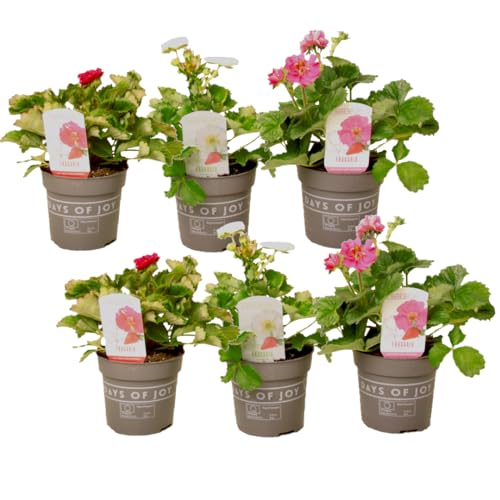 Plant in a Box - Fragaria 'Sommerwind' - 6er Mix - Erdbeerpflanzen in drei verschiedenen Farben - Gartenpflanzen winterhart - Topf 10,5cm - Höhe 15-25cm von Plant in a Box