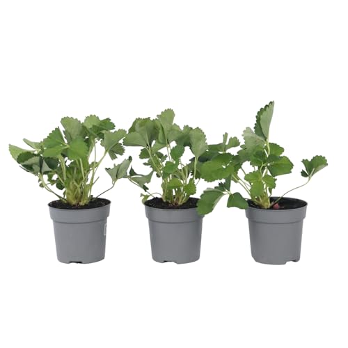 Plant in a Box - Fragaria x ananassa Roman - 3er Set - Winterhart - Erdbeerpflanze - Topf 9cm - Höhe 15-20cm von Plant in a Box