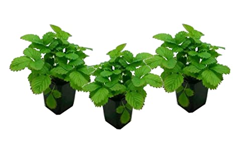 Plant in a Box - Fragaria x ananassa Roman - 3er Set - Winterhart - Erdbeerpflanze - Topf 9cm - Höhe 15-20cm von Plant in a Box