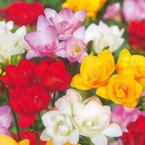 Plant in a Box - Freesia Double Mix - x40 Zwiebeln - Freesie - Sommerblühende blumenzwiebeln für Garten, Terras oder Balkon Plant in a Box - Freesia Double Mix - x40 Zwiebeln - Freesie - Sommerblühende blumenzwiebeln für Garten, Terras oder Balkon von Plant in a Box