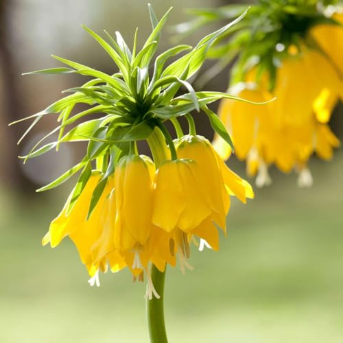 Plant in a Box - Fritillaria Lutea - Blumenzwiebeln x3 – Gelbe Kiebitzblume – Gelb – Winterhart Plant in a Box - Fritillaria Lutea - Blumenzwiebeln x3 – Gelbe Kiebitzblume – Gelb – Winterhart von Plant in a Box