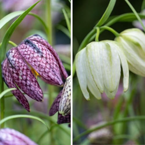 Plant in a Box - Fritillaria Meleagris - Zwiebeln x60 - Schachbrettblume - Blumenzwiebeln für Garten, Terrasse oder Balkon Plant in a Box - Fritillaria Meleagris - Zwiebeln x60 - Schachbrettblume - Blumenzwiebeln für Garten, Terrasse oder Balkon von Plant in a Box