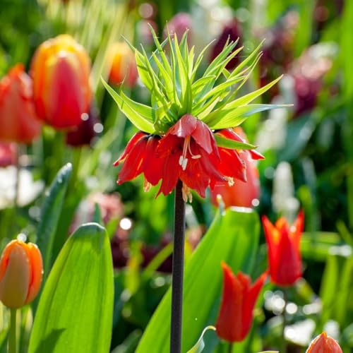 Plant in a Box - Fritillaria Rubra -Blumenzwiebeln x3 - Rote Perlmutterfalterblume - Hohe Blüten Plant in a Box - Fritillaria Rubra -Blumenzwiebeln x3 - Rote Perlmutterfalterblume - Hohe Blüten von Plant in a Box