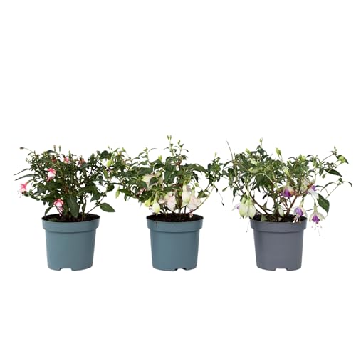Plant in a Box - Fuchsia magellanica - Mischung aus 3 - Delta Sarah, Lady Thumb, Fuchsia Ricartonnii – Blühende Gartenpflanzen – Topf 9 cm – Höhe 10–20 cm Plant in a Box - Fuchsia magellanica - Mischung aus 3 - Delta Sarah, Lady Thumb, Fuchsia Ricartonnii – Blühende Gartenpflanzen – Topf 9 cm – Höhe 10–20 cm von Plant in a Box