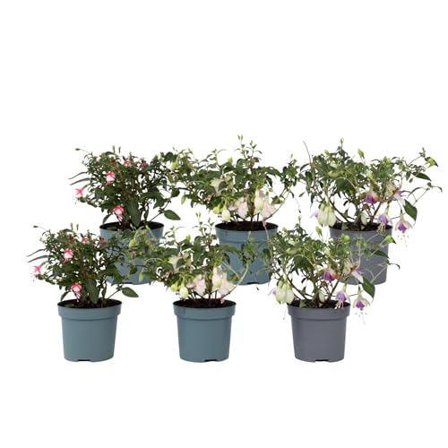 Plant in a Box - Fuchsia magellanica - Mischung aus 6 - Delta Sarah, Lady Thumb, Fuchsia Ricartonnii – Blühende Gartenpflanzen – Topf 9 cm – Höhe 10–20 cm von Plant in a Box