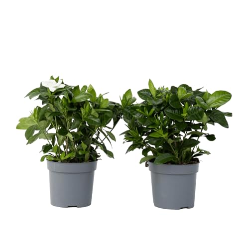 Plant in a Box - Gardenia Jasminoides - 2er Set - Gartenjasmin - Kap-Jasmin - Zimmerpflanze - Topf 13cm - Höhe 20-30cm Plant in a Box - Gardenia Jasminoides - 2er Set - Gartenjasmin - Kap-Jasmin - Zimmerpflanze - Topf 13cm - Höhe 20-30cm von Plant in a Box