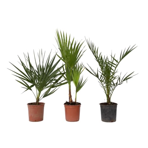 Plant in a Box - Gartenpalmen - 3er Set - Phoenix, Chamaerops, Washingtonia - Topf 15cm - Höhe 50-70cm von Plant in a Box