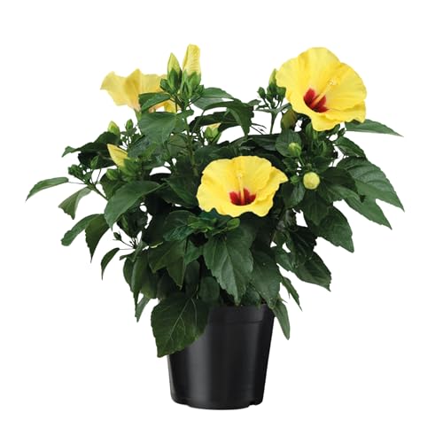 Plant in a Box - Gelbe Chinesische Hibiskus - Hibiscus rosa-sinensis - Höhe 40-50cm - ø17cm - Blühende Zimmerpflanze - Gelb Plant in a Box - Gelbe Chinesische Hibiskus - Hibiscus rosa-sinensis - Höhe 40-50cm - ø17cm - Blühende Zimmerpflanze - Gelb von Plant in a Box
