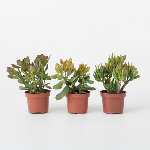 Plant in a Box - Geldbaum - 3er-Set - Crassula ovata Minor, Hobbit, Sunset - Höhe 10–25 cm - Topf 12 cm - Sukkulenten - Zimmerpflanzen Plant in a Box - Geldbaum - 3er-Set - Crassula ovata Minor, Hobbit, Sunset - Höhe 10–25 cm - Topf 12 cm - Sukkulenten - Zimmerpflanzen von Plant in a Box