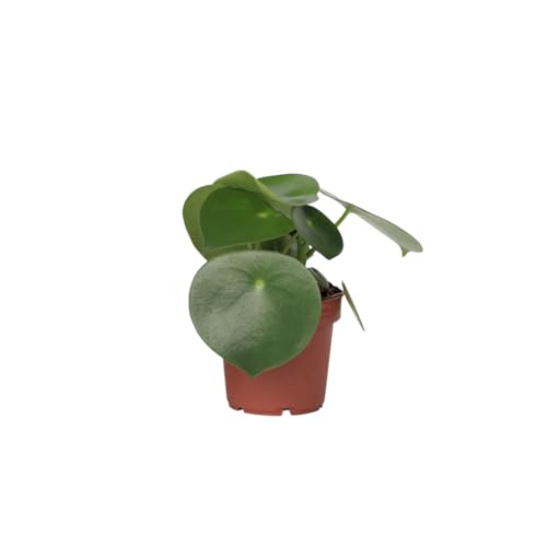 Plant in a Box - Großblättrige Zierpfeffer - Peperomia Polybotrya - Höhe 20-30cm - Pot 12cm - Zimmerpflanze - Grün von Plant in a Box