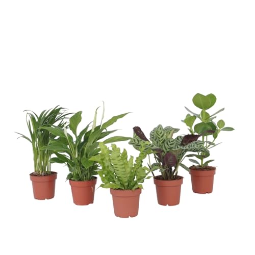 Plant in a Box - Grüne Luftreinigende Zimmerpflanzen - 5er Mix - Topf 12cm - Höhe 25-40cm von Plant in a Box