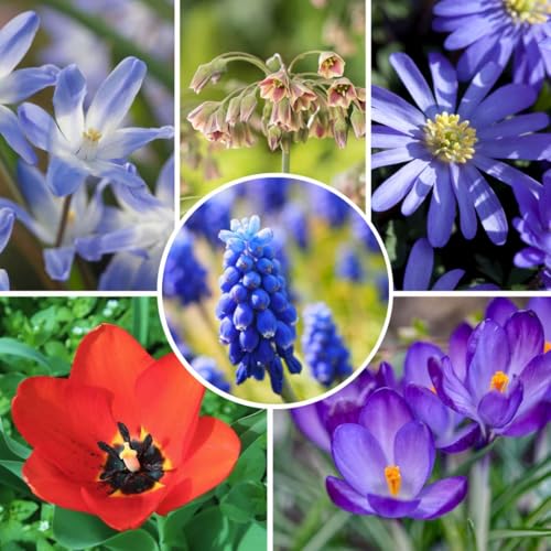 Plant in a Box - Happy Bee Mix - Zwiebeln x80 - Attraktiv für Biene - Blumenzwiebeln für Garten, Terasse und Balkon Plant in a Box - Happy Bee Mix - Zwiebeln x80 - Attraktiv für Biene - Blumenzwiebeln für Garten, Terasse und Balkon von Plant in a Box