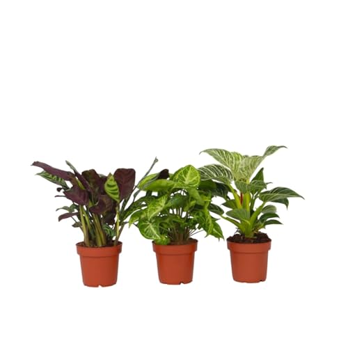 Plant in a Box - Hauspflanzen Mix - 3er Mischung - Ctenanthe, Philodendron, Syngonium - Topf 12cm - Höhe 25-40cm von Plant in a Box