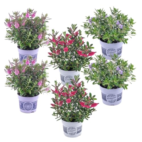 Plant in a Box - Hebe All Blooms - Höhe 30-35cm - 6er Mischung - Leicht winterharte pflanzen - Blühende garten- oder balkonpflanzen - Topf 13cm von Plant in a Box
