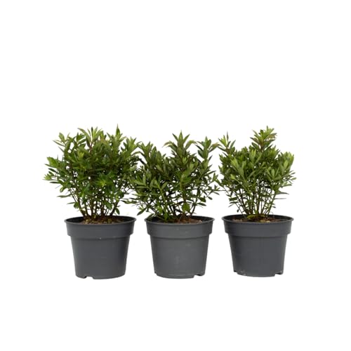 Plant in a Box - Hebe All Blooms Ranaia - Höhe 30-35cm - 3er Set - Leicht winterharte pflanzen - Blühende garten- oder balkonpflanzen - Topf 13cm Plant in a Box - Hebe All Blooms Ranaia - Höhe 30-35cm - 3er Set - Leicht winterharte pflanzen - Blühende garten- oder balkonpflanzen - Topf 13cm von Plant in a Box