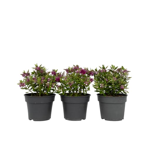 Plant in a Box - Hebe All Blooms Samona - Höhe 30-35cm - 3er Set - Leicht winterharte pflanzen - Blühende garten- oder balkonpflanzen - Topf 13cm Plant in a Box - Hebe All Blooms Samona - Höhe 30-35cm - 3er Set - Leicht winterharte pflanzen - Blühende garten- oder balkonpflanzen - Topf 13cm von Plant in a Box